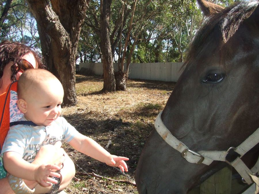 Archie with a horse