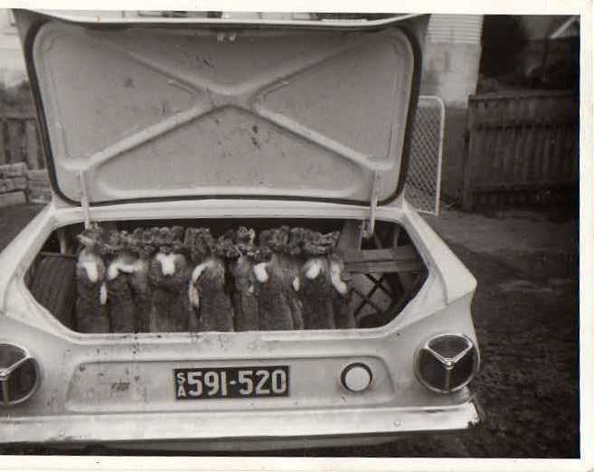 rabbits